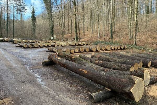 Submissionsplatz Eichwaldstadion